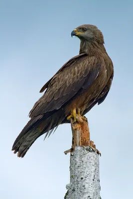 Четвертый очерк - Отряд: Соколообразные Falconiformes