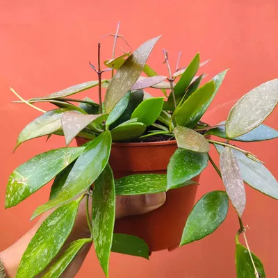 Hoya gracilis - Hoya Memoria – monjungle