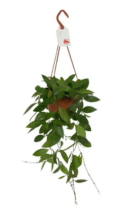 Лиана Хойя грацилис - Хойя изящная- -Hoya Gracilis hanging D14 H40 купить в  Санкт-Петербурге - интернет-магазин комнатных растений Мандарин