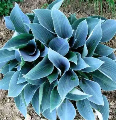 Хоста Блю Кадет. (Hosta Blue Cadet) купить в интернет-магазине ЦВІТСАД с  доставкой по Украине