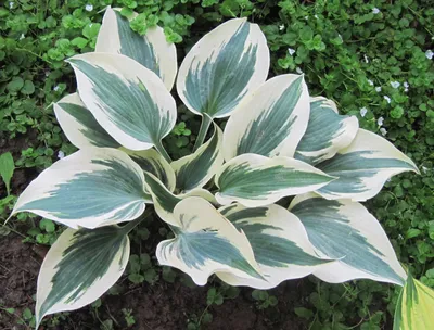 Хоста гибридная/Hosta hybrid - Хоста/Hosta - Садовый центр ЛЕТО