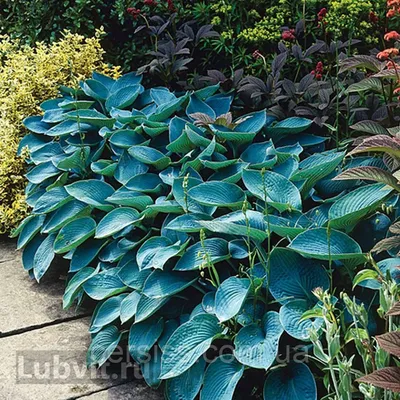 Хоста Блю кадет, Hosta Blue Cadet, цена 55 грн — Prom.ua (ID#1366256534)