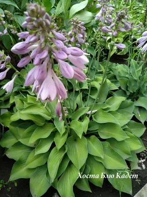 Хоста Блю Кадет. Hosta Blue Cadet | Plants, Herbs, Vegetables