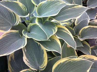 Hosta 'First Frost' - Midwest Groundcovers, LLC