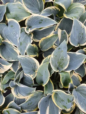 Buy plantain lily Hosta First Frost: £8.39 Delivery by Crocus