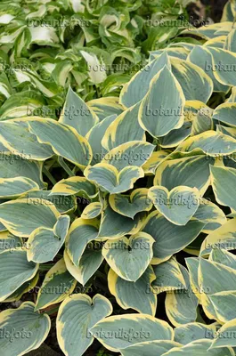 Hosta First Frost For Sale – New Forest Hostas \u0026 Hemerocallis