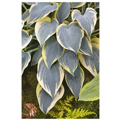 Hosta First Frost #1 - Behmerwald Nursery