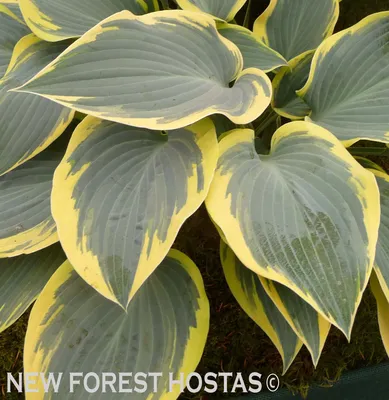 Hosta - First Frost - YouTube