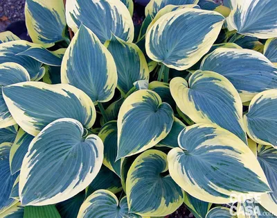 Hosta 'First Frost' - Plantain Lily (3.5\" Pot) | Little Prince To Go