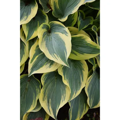 1 Gallon Pot: Hosta 'First Frost'. Plantain Lily. A Sport Of Halcyon.  Intense Blue-Green Leaves With Creamy-Yellow Margins Turning White In  Mid-Summer - Pixies Gardens