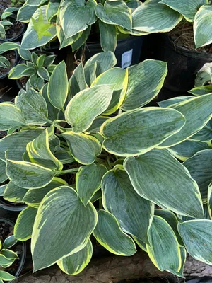 Hosta First Frost - Davenport Garden Centre