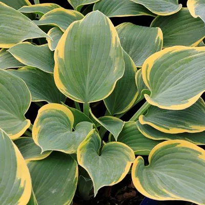 Autumn Frost Hosta and First Frost - Knecht's Nurseries \u0026 Landscaping