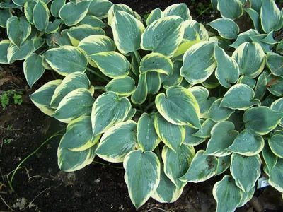Hosta 'First Frost' | James Greenhouses - perennial plugs \u0026 specialty  propagation