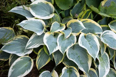 Elegant Blue-Green Hosta Bulbs For Sale Online | First Frost – Easy To Grow  Bulbs