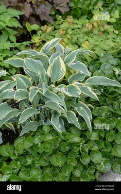 Hosta 'First Frost' – Loen Nursery, Inc.