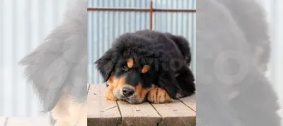 Щенки Хотошо /бурят-монгольская собака (волкодав) купить в Большом Бунькове  | Животные и зоотовары | Авито