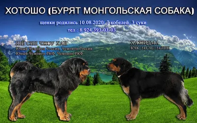 Щенки - НКП Хотошо (бурятская собака).