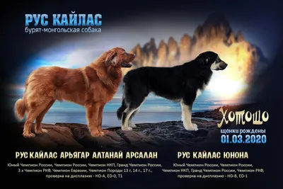 Щенки - Питомник хотошо (бурят-монгольские собаки) Рус Кайлас