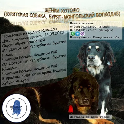 Щенки - НКП Хотошо (бурятская собака).