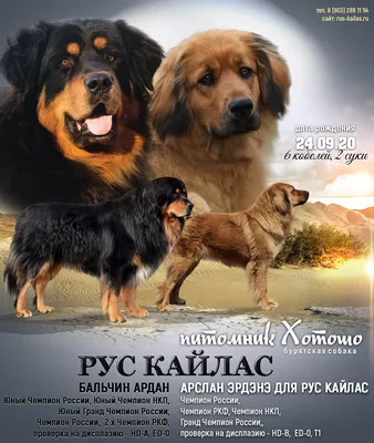 Щенки - Питомник хотошо (бурят-монгольские собаки) Рус Кайлас