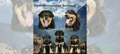 Щенки Бурят-монгольского волкодава. Хотошо купить в Екатеринбурге |  Животные и зоотовары | Авито