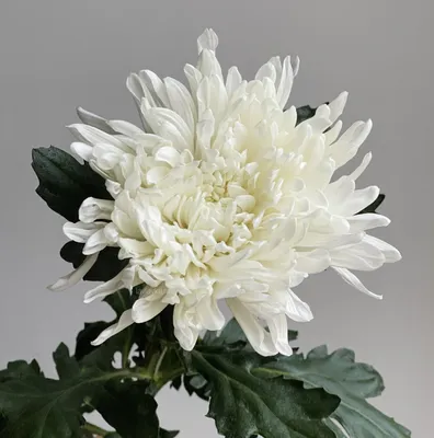 Хризантема стандартная Гагарин белая – Цветочная Лав-Лавка