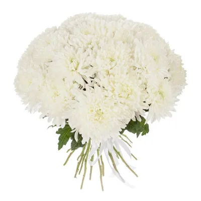 Хризантема одноголовая белая в Гагарине от «Love Flowers»