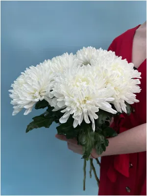 Хризантема белая одноголовая — купить в интернет-магазине по низкой цене на  Яндекс Маркете