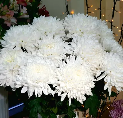 Купить «Хризантема белая одноголовая» с доставкой в Туле - «Марта»