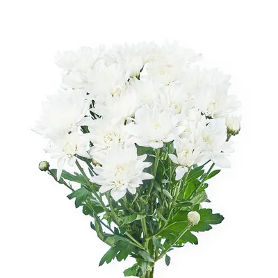 Хризантема кустовая махровая белая