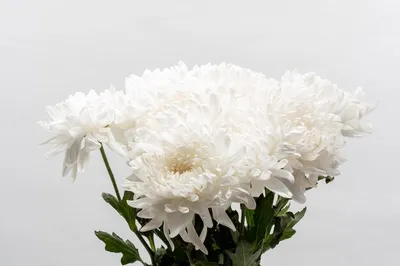 Красивая цветочная концепция соцветие цветущей белой хризантемы на сером  фоне | Премиум Фото