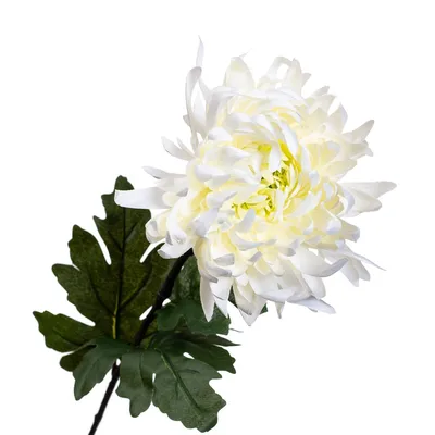 купить корейские зимостойкие хризантемы, хризантема шаровидная садовая  купить