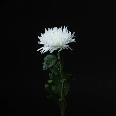 Купить хризантему игольчатую белую поштучно| 1 шт. - 449 р. рублей