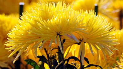 Желтые осенние хризантемы - 58 фото