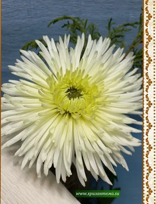 Хризантема одноголовая White Sheena – купить за 90 ₽ | Сад хризантем