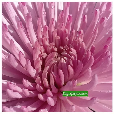 Хризантема крупноцветковая Анастасия розовая