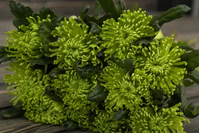 Зеленые игольчатые хризантемы - купить с доставкой | «Цветочный блюз»