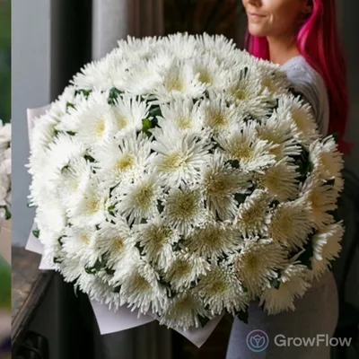 Букет 51 белая игольчатая хризантема купить в Москве по цене 18890₽ | Арт.  104-422