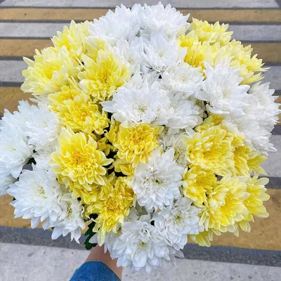 29 бело-желтых хризантем в букете | Бесплатная доставка цветов по Москве