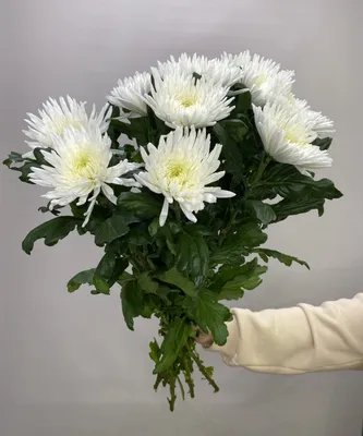 Хризантема игольчатая - Интернет-магазин цветов “Flowers happy”