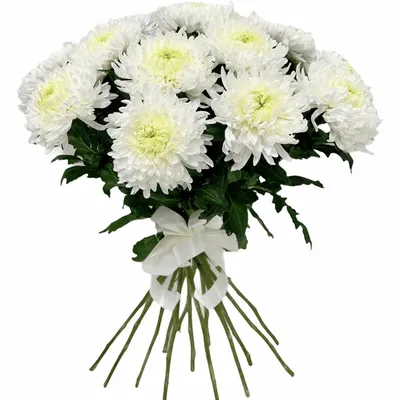Купить Хризантема игольчатая белая в Усть-Куте за 170 руб. | Быстрая  доставка цветов