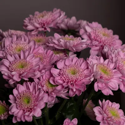 Хризантема розовая Optimist - Доставка Цветов 365