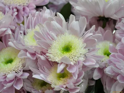 Хризантема кустовая оптимист - 60 фото