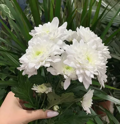 Кустовая хризантема