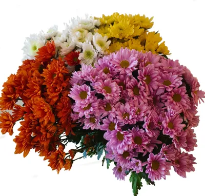 Хризантема купить оптом в Москве - срезанные цветы в «7ЦВЕТОВ» | Страница 7