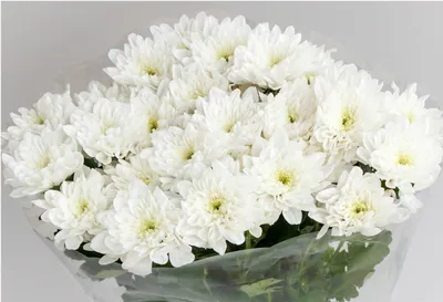 Хризантема кустовая белая - фото и картинки: 67 штук