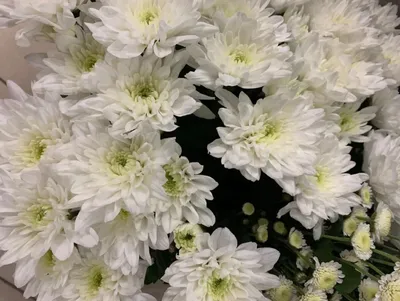 Хризантема кустовая белая - 71 фото