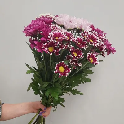 7 веток хризантем, Цветы и подарки в Омске, купить по цене 3190 руб,  Монобукеты в Экзотика Flowers с доставкой | Flowwow