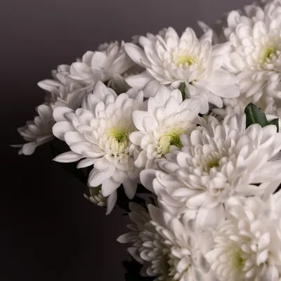 Хризантема кустовая белая - 71 фото