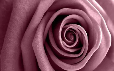 Обои цвета пыльной розы - 29 фото
